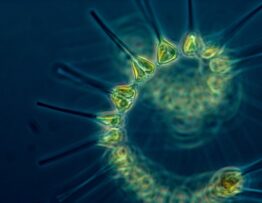Phytoplancton